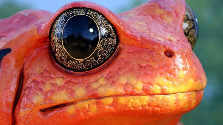 frog, Animals, Nature, Amphibian, Macro, Eyes, Orange HD Wallpaper Desktop Background