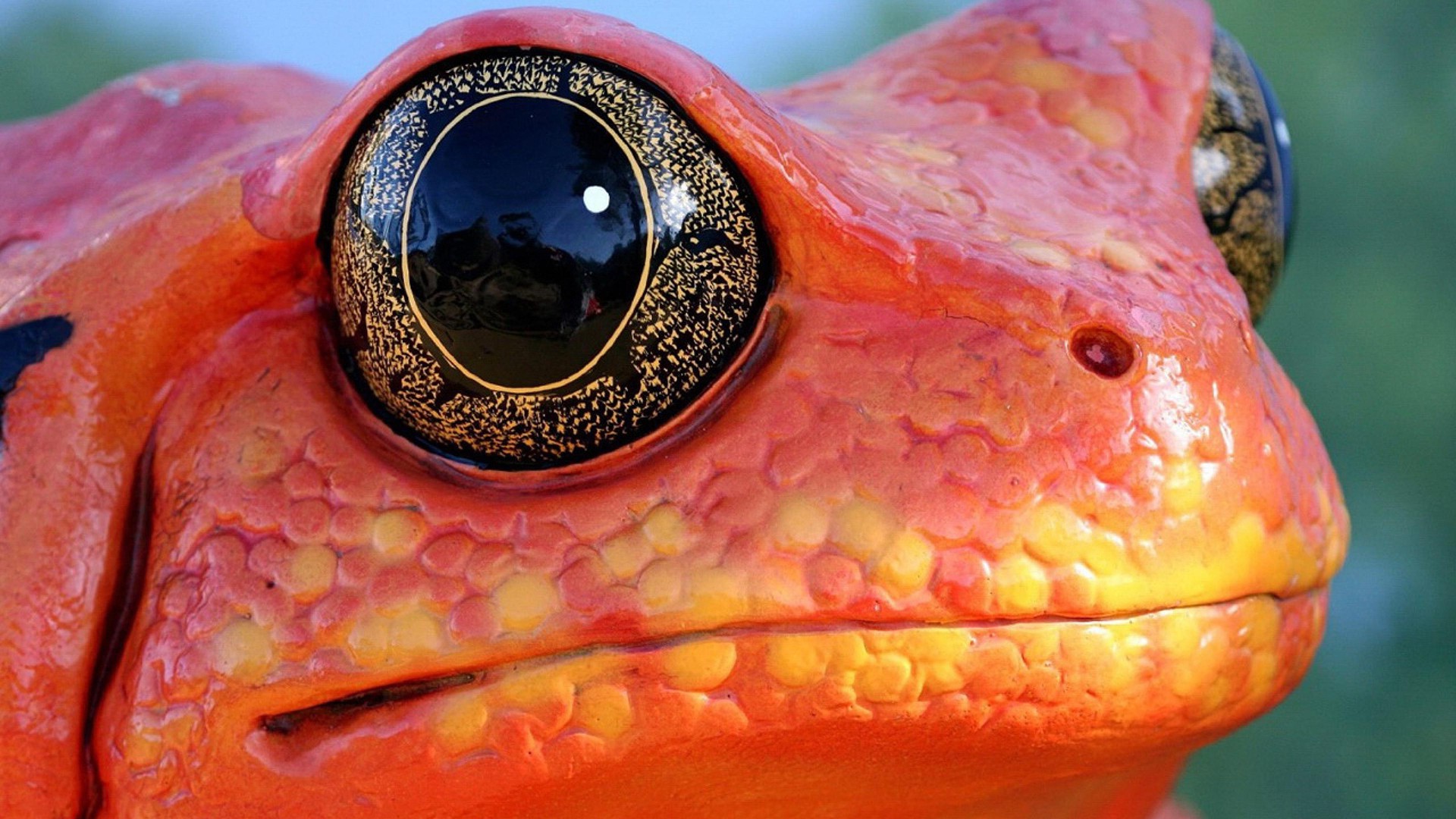 frog, Animals, Nature, Amphibian, Macro, Eyes, Orange Wallpaper