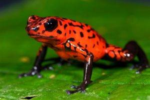 frog, Animals, Nature, Poison Dart Frogs, Amphibian