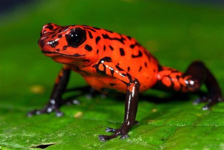 frog, Animals, Nature, Poison Dart Frogs, Amphibian HD Wallpaper Desktop Background