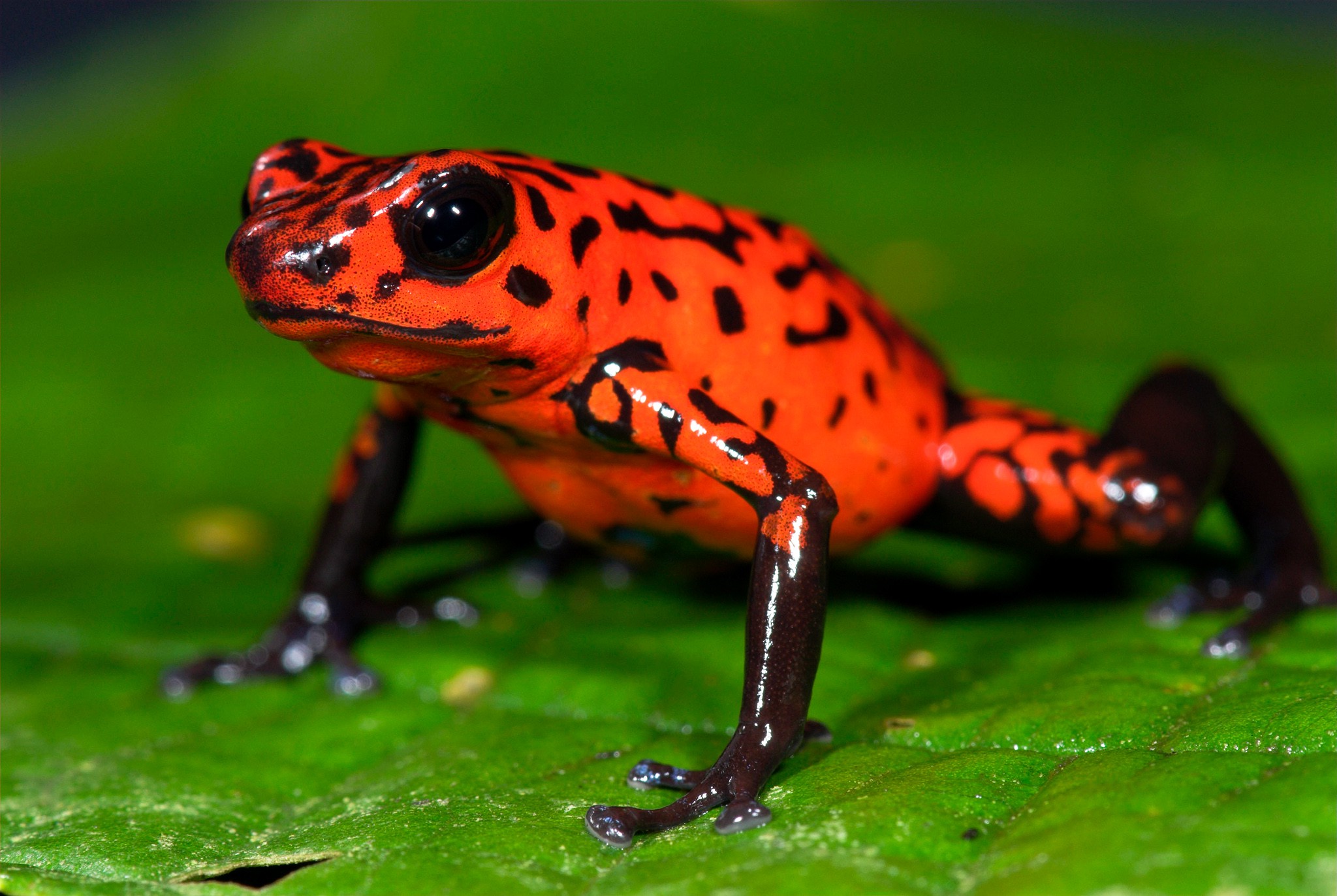 frog, Animals, Nature, Poison Dart Frogs, Amphibian Wallpaper