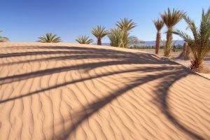nature, Landscape, Palm Trees, Sand, Desert, Dune, Shadow, Trees, Hill