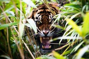 tiger, Nature, Wildlife, Animals