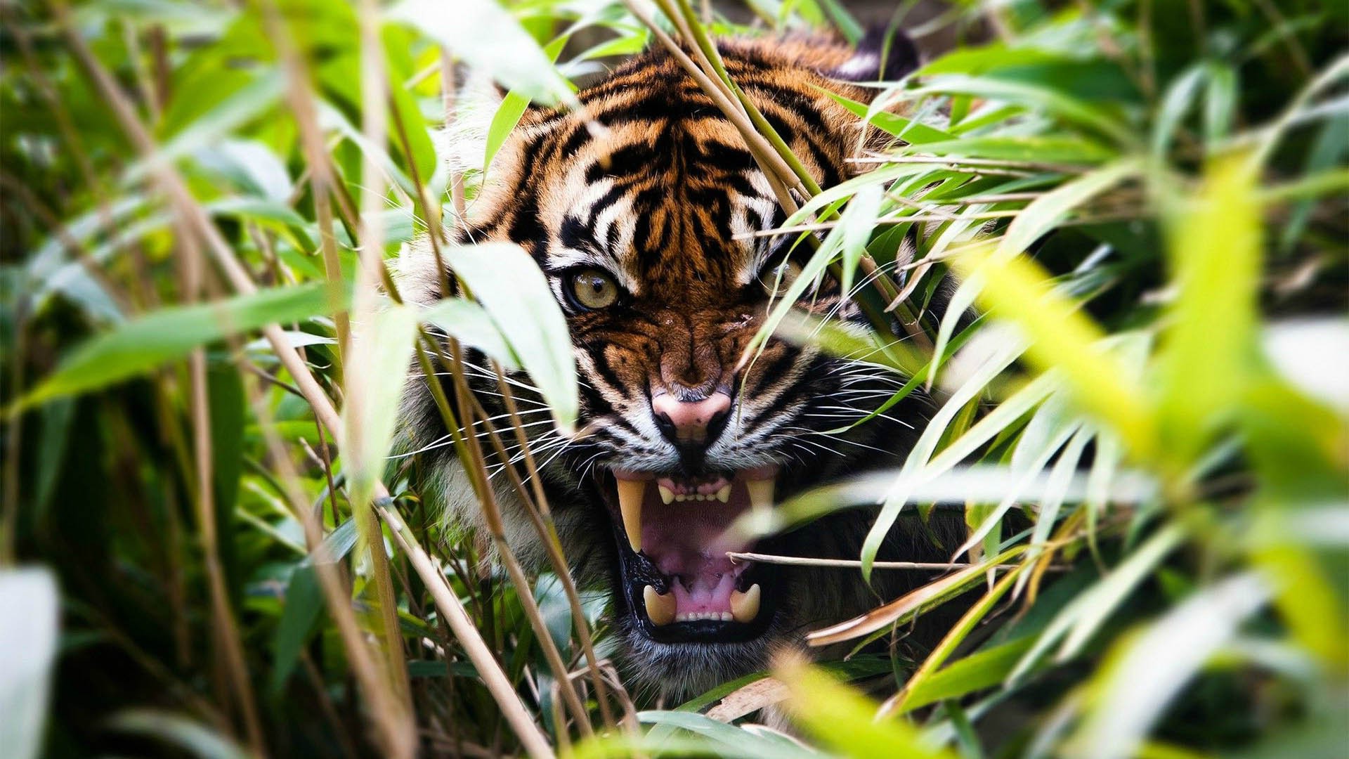 tiger, Nature, Wildlife, Animals Wallpaper