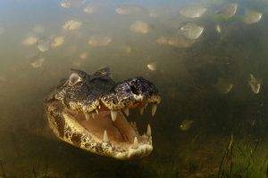 nature, Animals, Skin, Alligators, Crocodiles, Teeth, Underwater, River, Grass, Fish, Danger