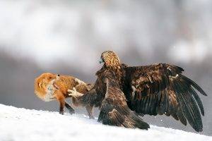 animals, Eagle, Fox, Fighting, Snow, Golden Eagles, Birds