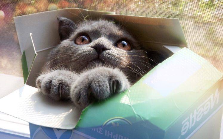 animals, Cat, Boxes HD Wallpaper Desktop Background