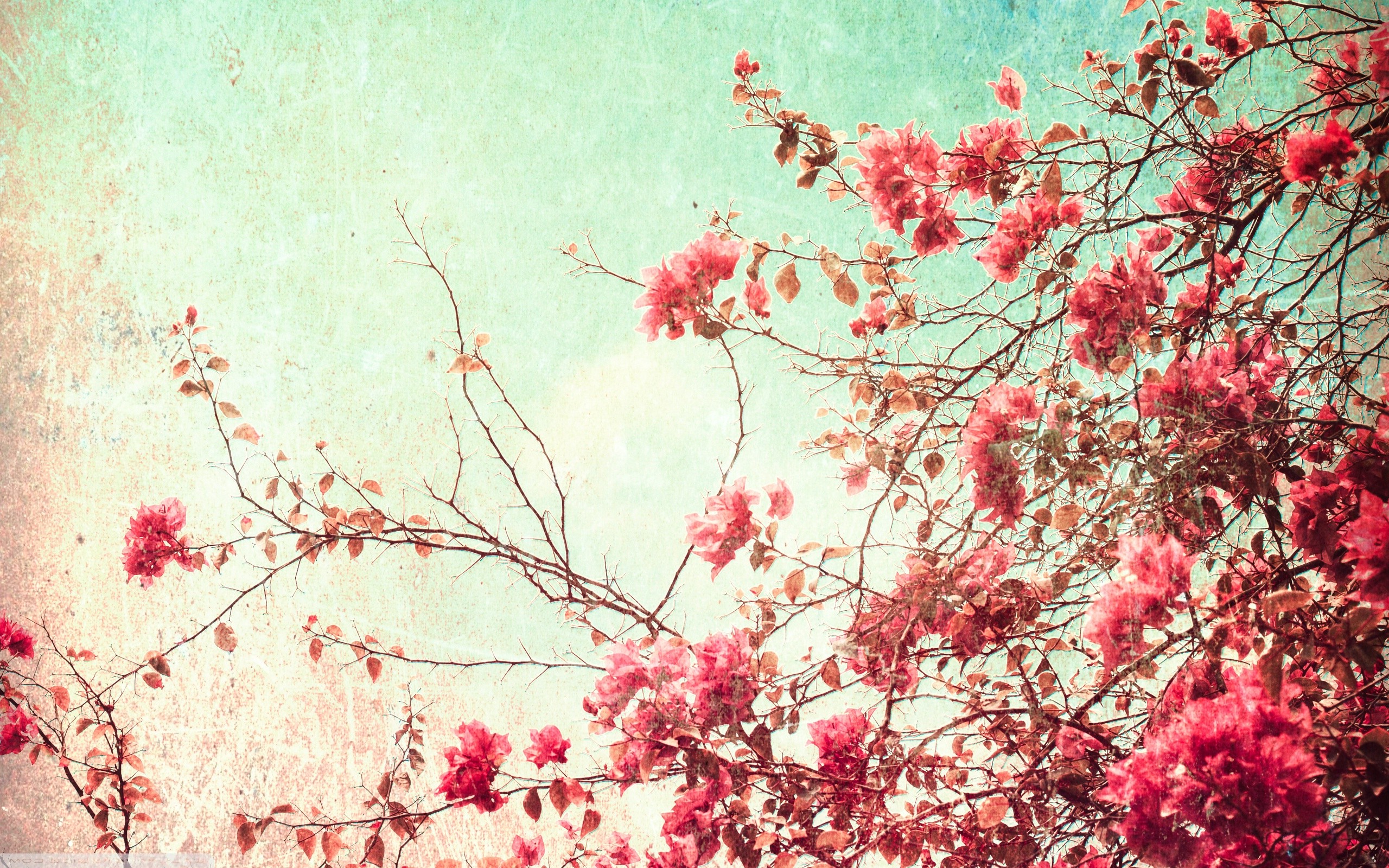 nature Wallpaper