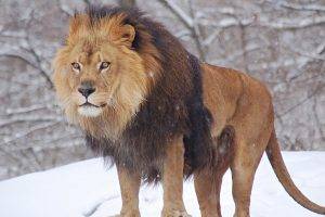 lion, Animals, Nature, Snow