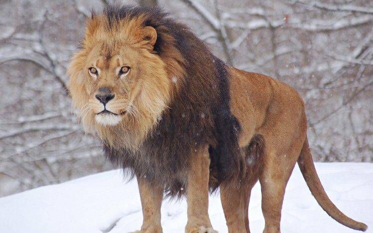 lion, Animals, Nature, Snow HD Wallpaper Desktop Background