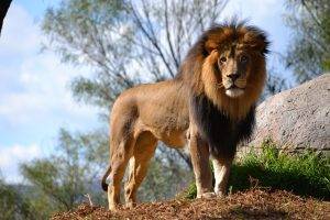 lion, Animals, Nature