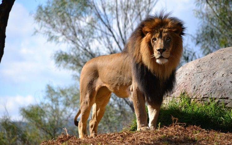 lion, Animals, Nature HD Wallpaper Desktop Background