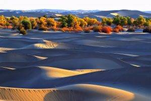 desert, Dune, Trees, Nature, Landscape