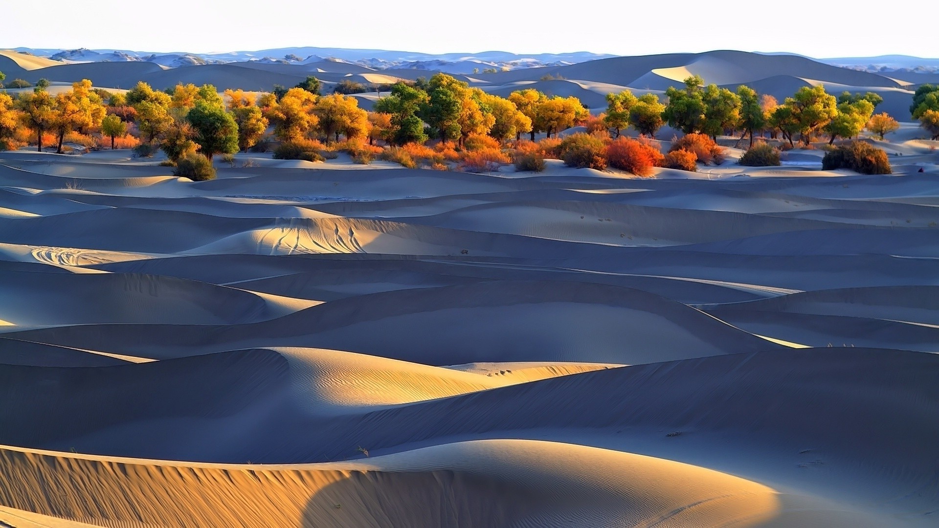 desert, Dune, Trees, Nature, Landscape Wallpaper