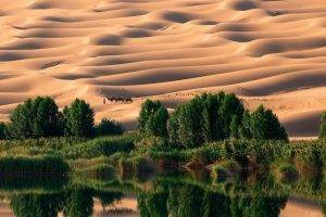desert, Dune, Trees, Nature, Landscape, Oases