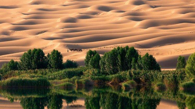 desert, Dune, Trees, Nature, Landscape, Oases HD Wallpaper Desktop Background