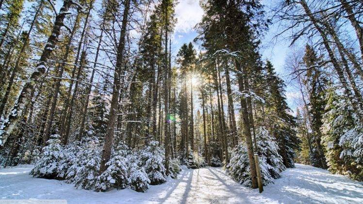 landscape, Nature, Forest, Snow, Trees HD Wallpaper Desktop Background