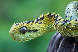 snake, Animals, Nature, Hairy Bush Viper, Macro, Vipers