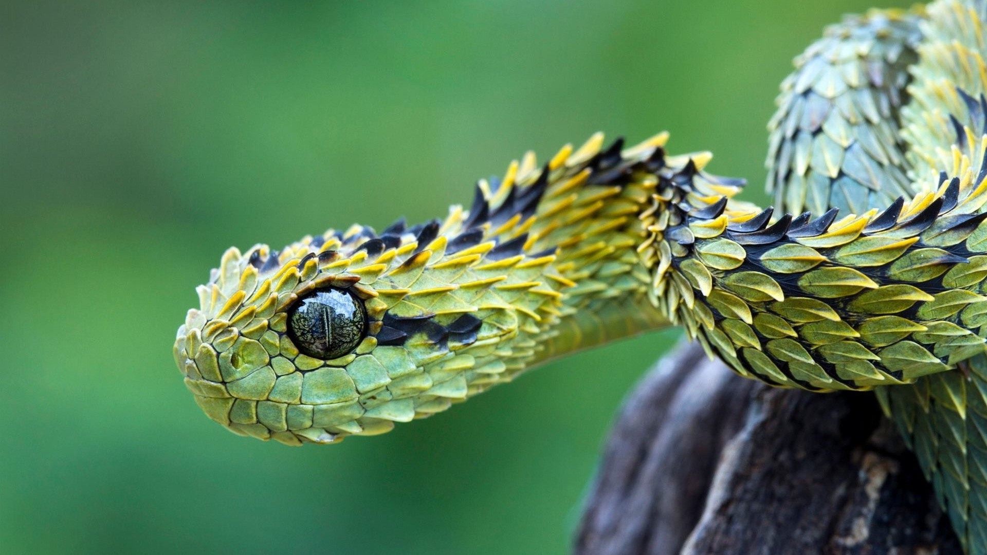 snake, Animals, Nature, Hairy Bush Viper, Macro, Vipers Wallpaper