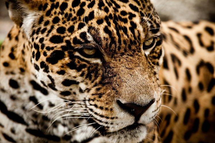 animals, Jaguars, Closeup HD Wallpaper Desktop Background