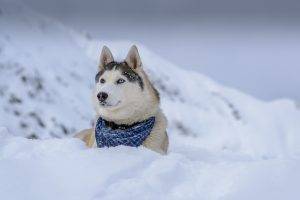 animals, Dog, Snow