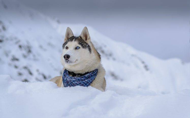 animals, Dog, Snow HD Wallpaper Desktop Background