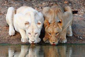 nature, Animals, Lion, Albino