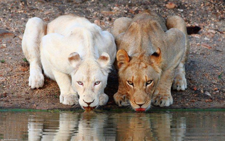 nature, Animals, Lion, Albino HD Wallpaper Desktop Background