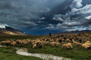 nature, Landscape, Mountain, Hill, Water, Snow, Men, Clouds, Stream, Sheep, Animals