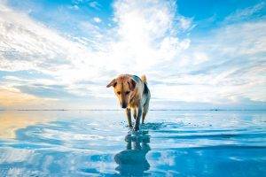 dog, Beach, Clouds, Sea, Animals, Mascot, Water, Blue, White, Nature
