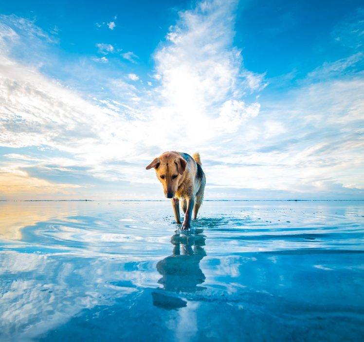 dog, Beach, Clouds, Sea, Animals, Mascot, Water, Blue, White, Nature HD Wallpaper Desktop Background