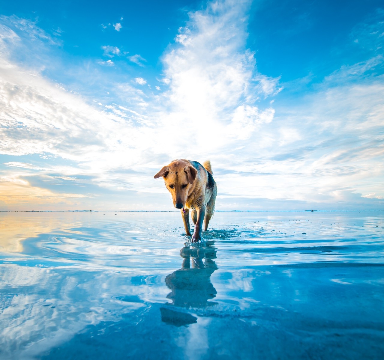 dog, Beach, Clouds, Sea, Animals, Mascot, Water, Blue, White, Nature Wallpaper