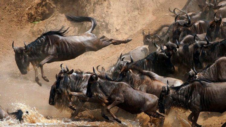 animals, Nature, Wildebeests HD Wallpaper Desktop Background