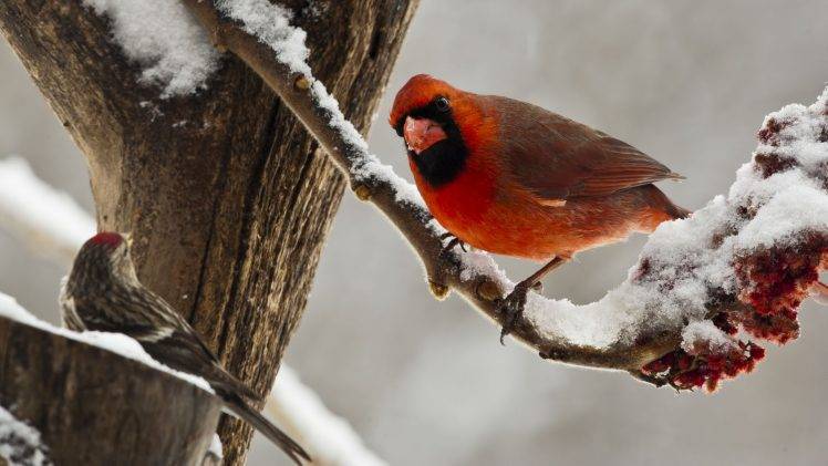 animals, Nature, Birds, Cardinals HD Wallpaper Desktop Background