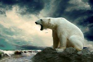 animals, Nature, Polar Bears