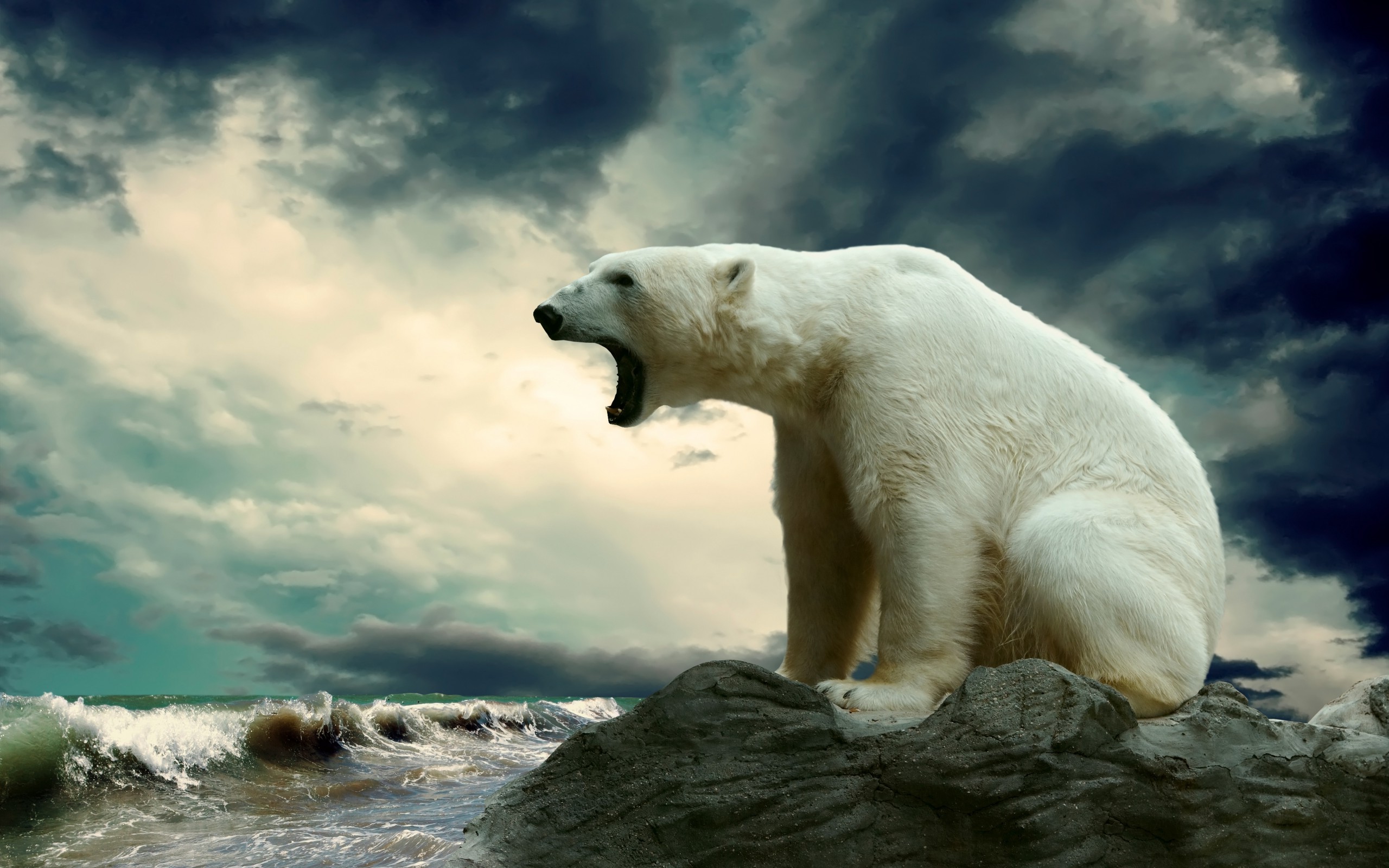 animals, Nature, Polar Bears Wallpaper