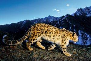 animals, Nature, Leopard