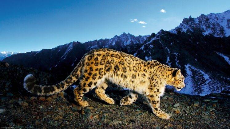 animals, Nature, Leopard HD Wallpaper Desktop Background