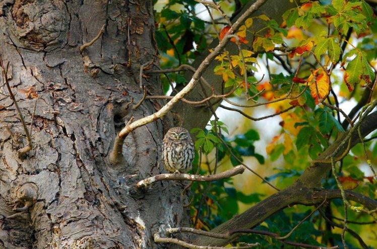 animals, Owl, Trees HD Wallpaper Desktop Background