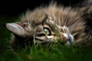 animals, Cat, Closeup, Maine Coon, Grass