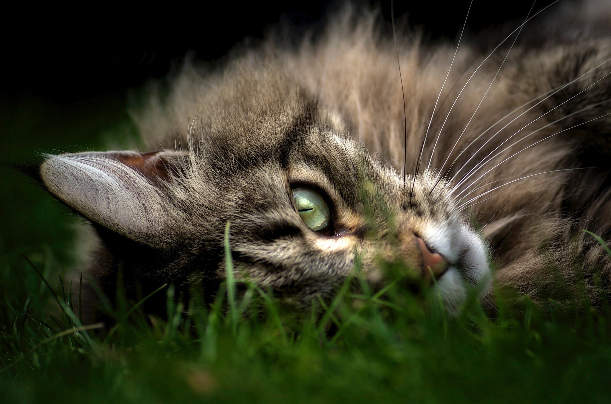animals, Cat, Closeup, Maine Coon, Grass Wallpaper