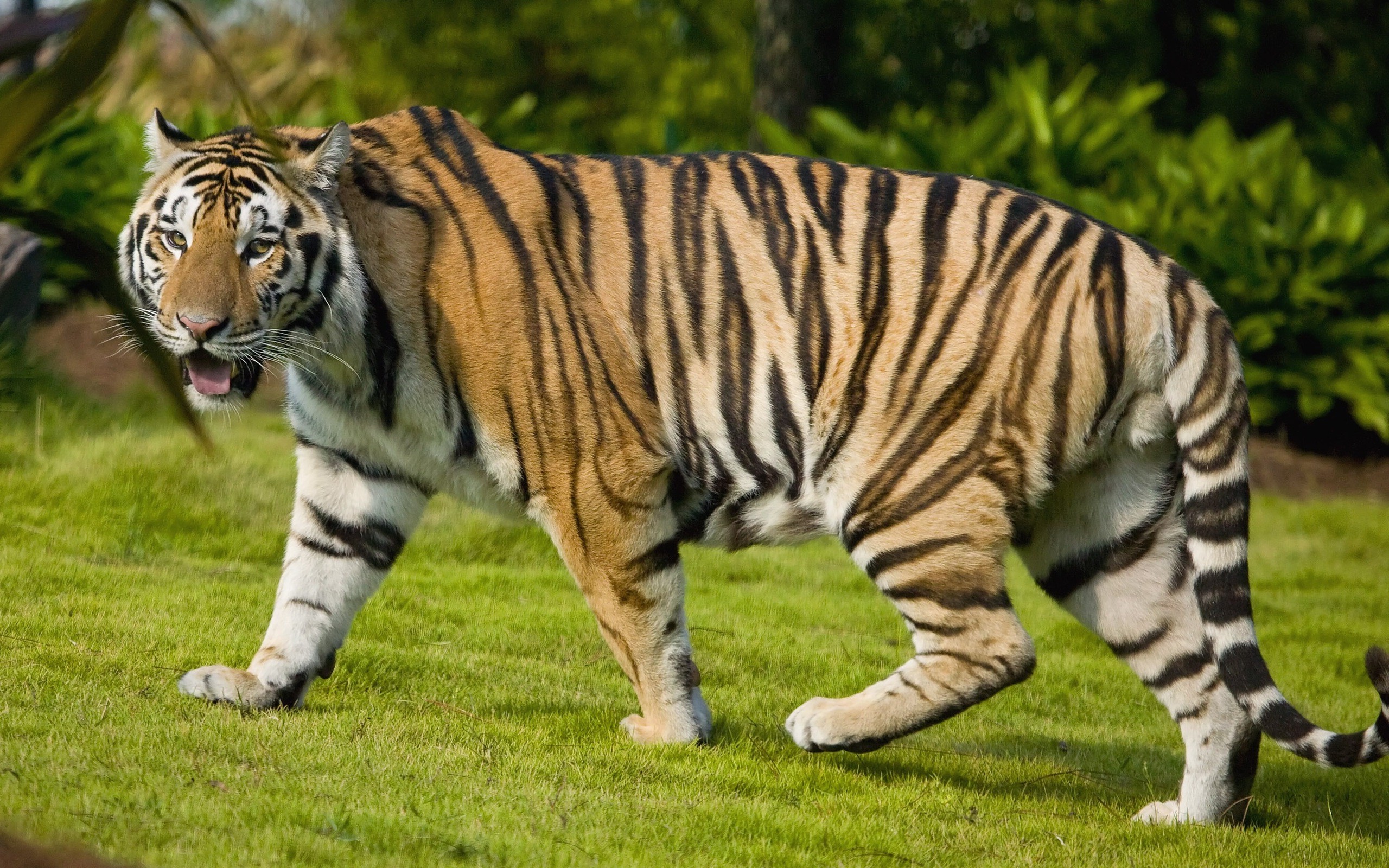 animals, Tiger Wallpaper