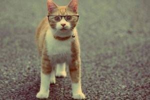 animals, Cat, Glasses