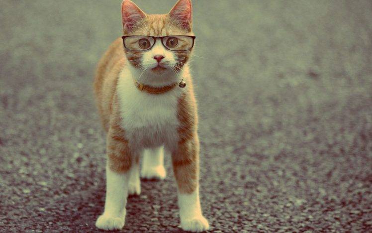 animals, Cat, Glasses HD Wallpaper Desktop Background