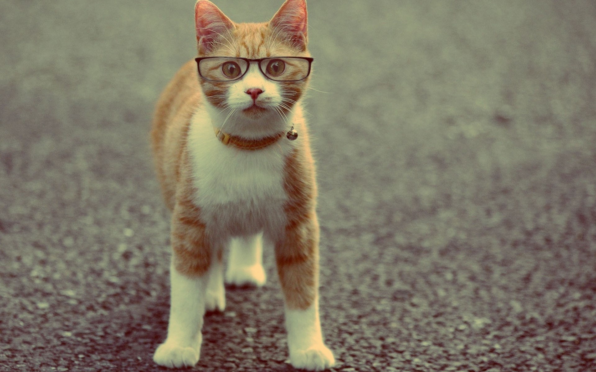 animals, Cat, Glasses Wallpaper