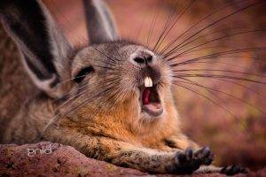 animals, Rabbits, Yawning