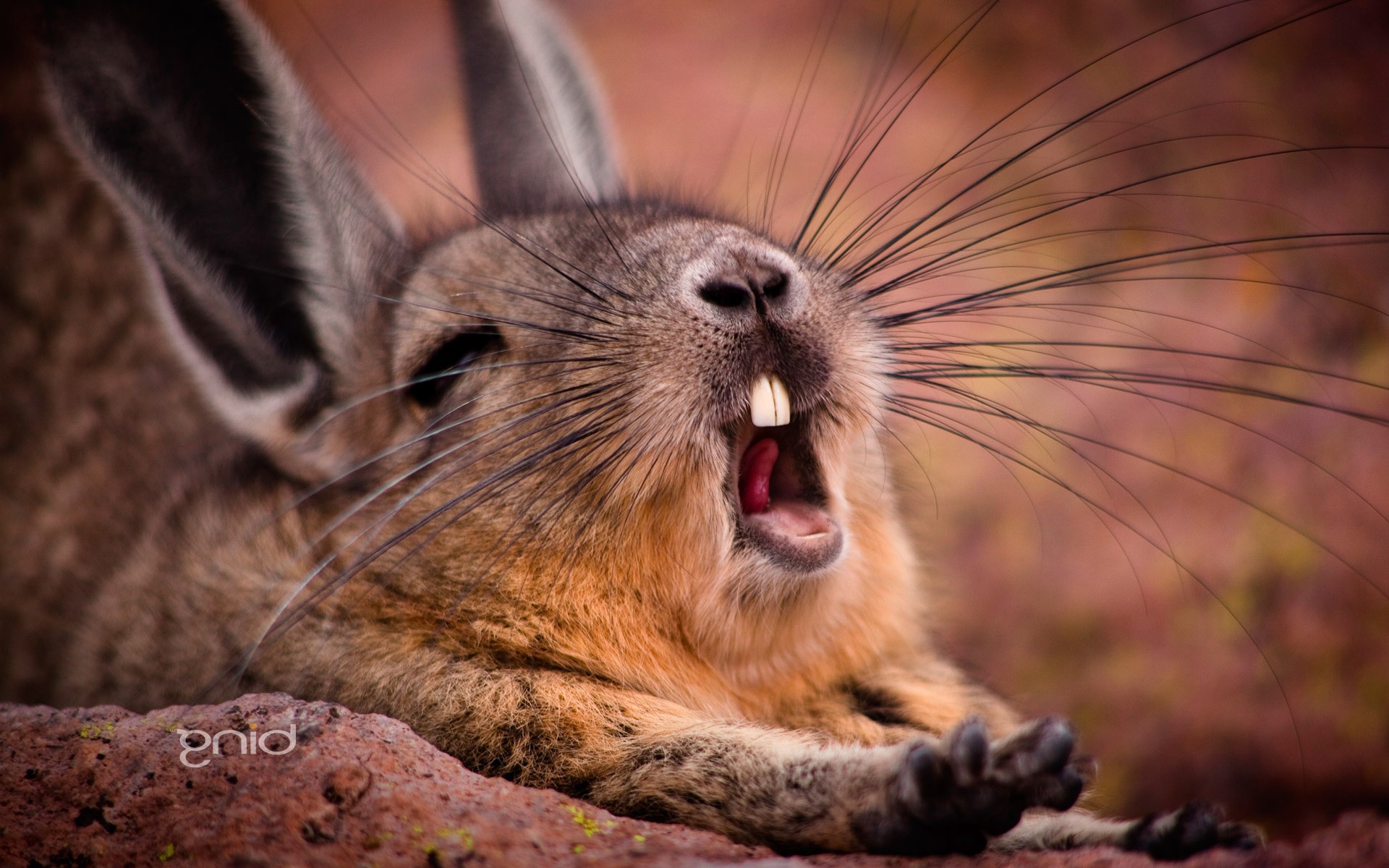 animals, Rabbits, Yawning Wallpaper