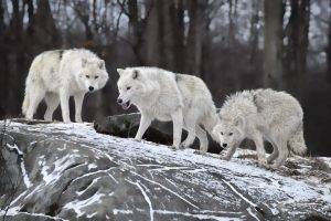 animals, Wolf, Snow, Rock