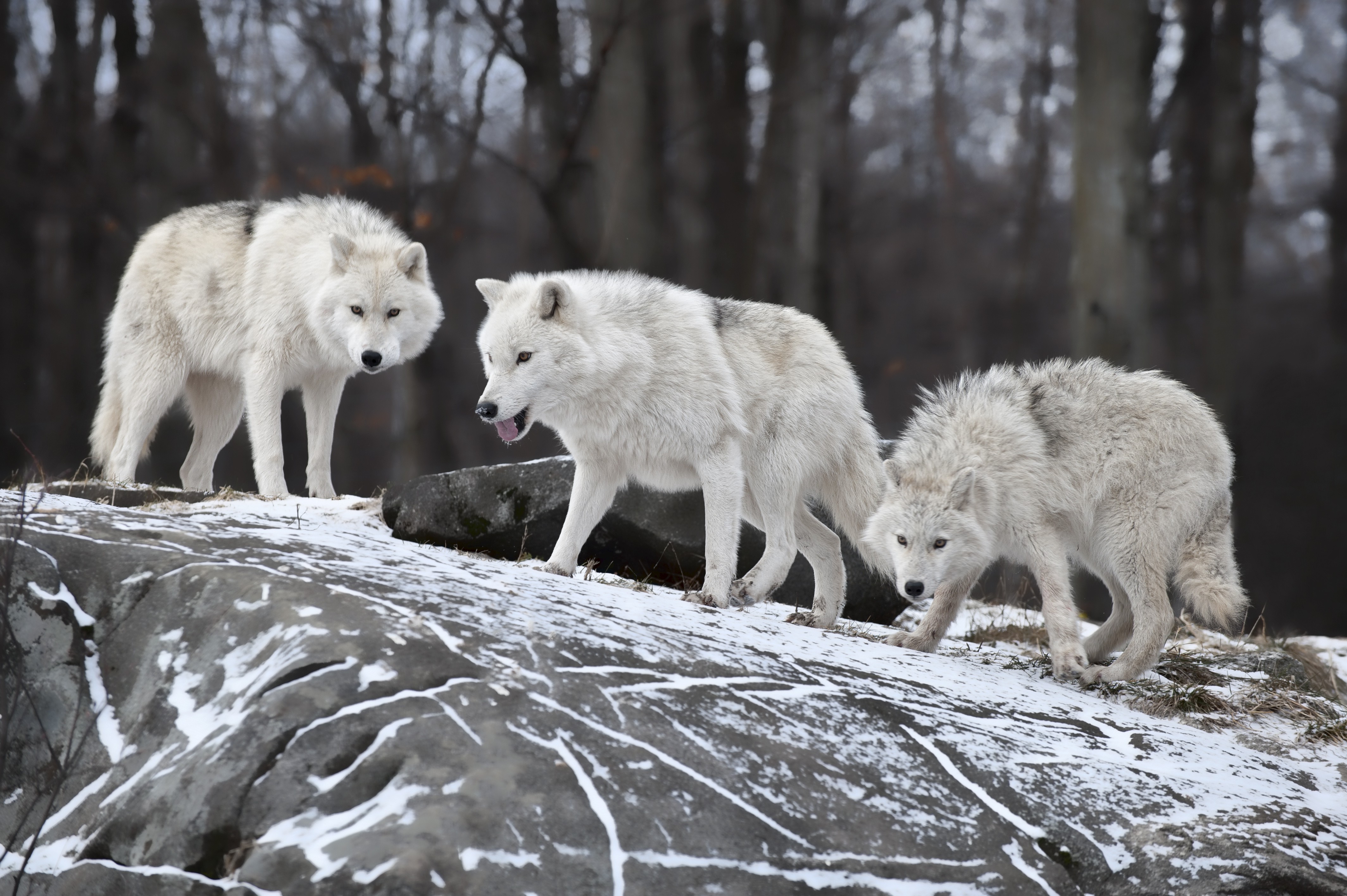 animals, Wolf, Snow, Rock Wallpaper