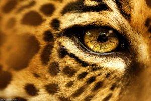 animals, Eyes, Jaguars